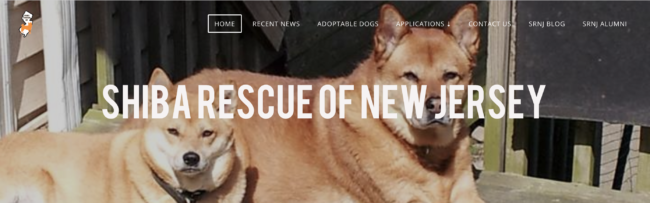 海外取材 アメリカ 柴犬人気の悲しい裏側 柴犬レスキュー団体 Shiba Rescue Of New Jersey 柴犬ライフ Shiba Inu Life