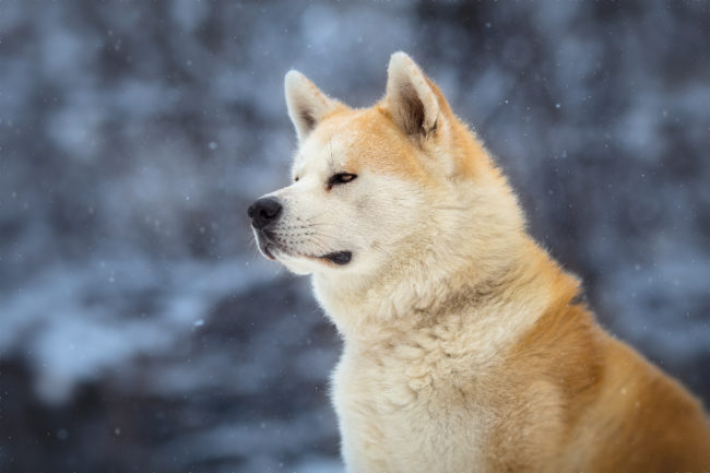 柴犬 しばいぬ の性格 基本情報 柴犬ライフ Shiba Inu Life