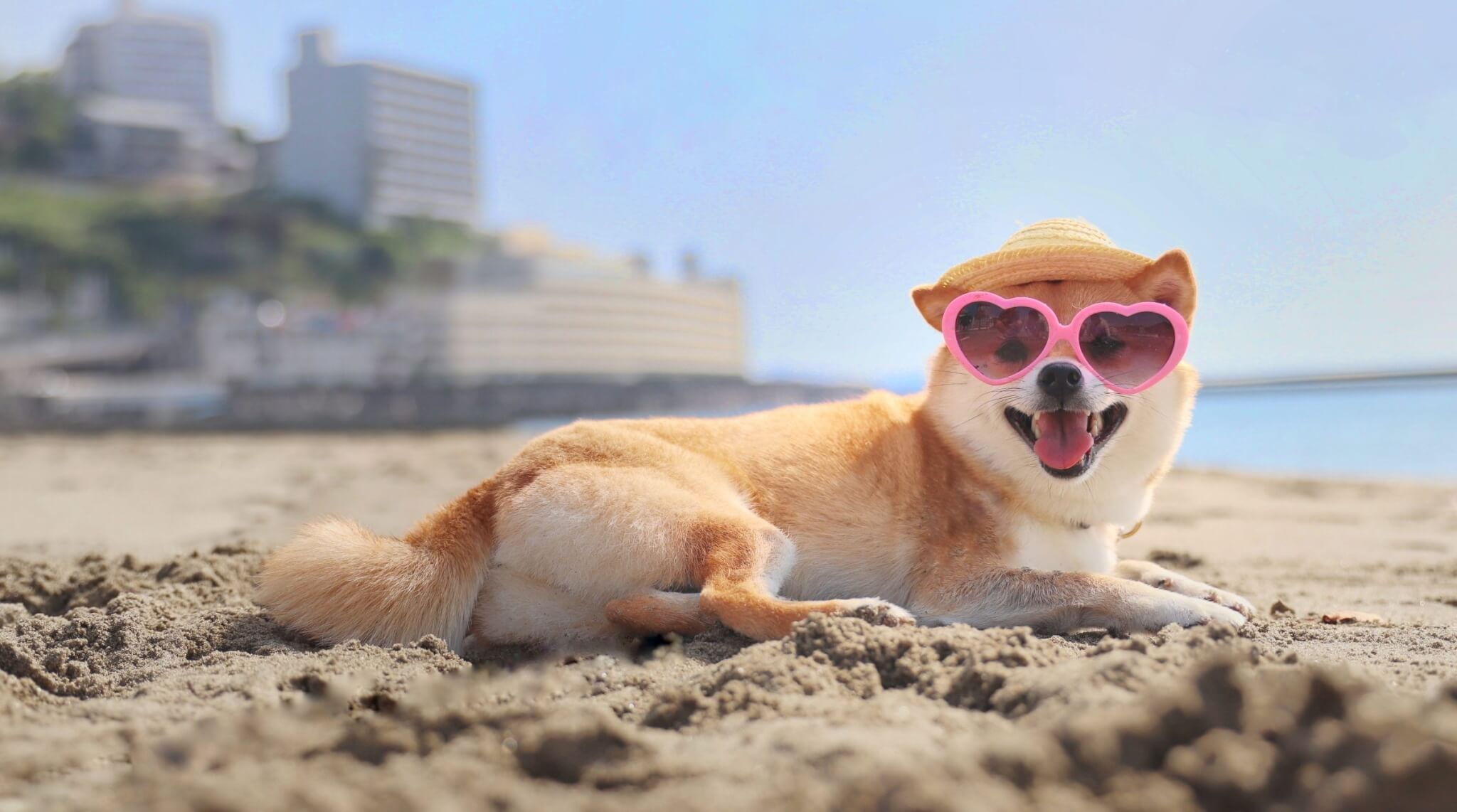 柴犬ライフ,ライター募集