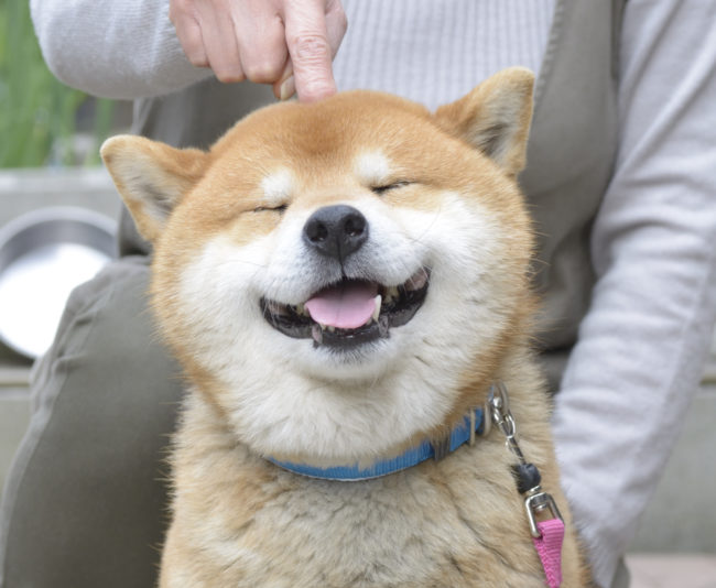 柴犬のスマイルは最高の癒し 写真たっぷり 柴犬ライフ Shiba Inu Life