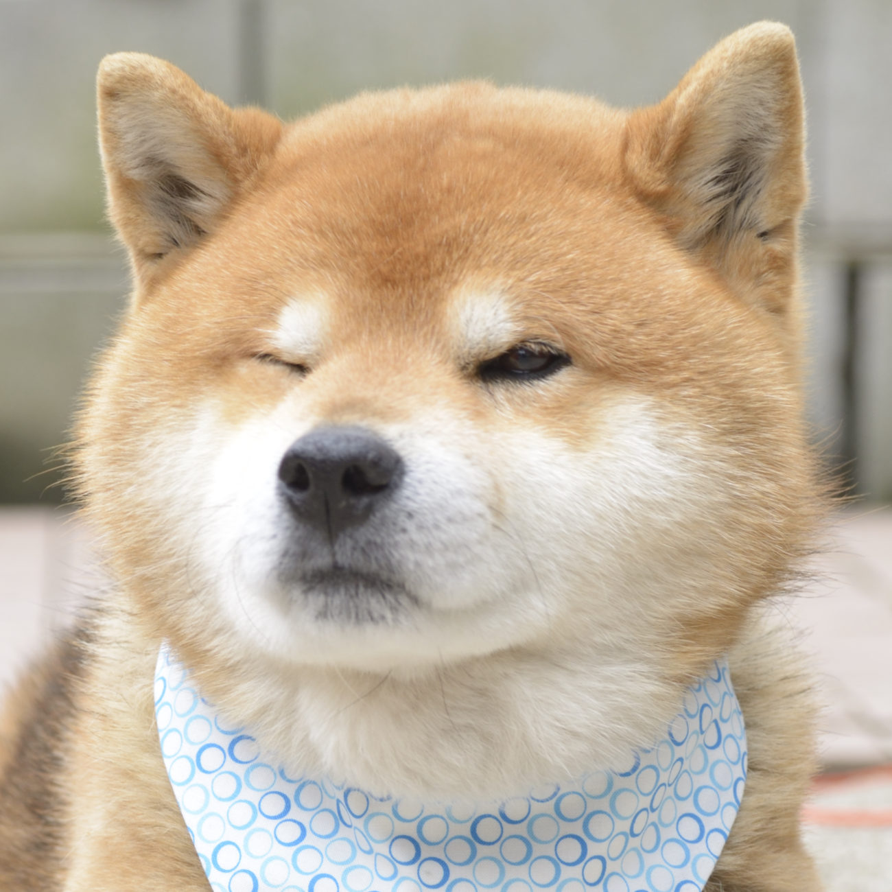柴犬 人気のおもしろ動画集 あなたはいくつ知ってる 柴犬ライフ Shiba Inu Life