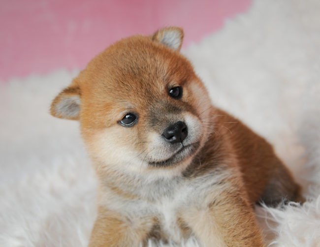 子犬 はじめての柴犬 しばいぬ 柴犬ライフ Shiba Inu Life