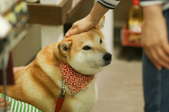 柴犬,三留商店,看板犬,鎌倉