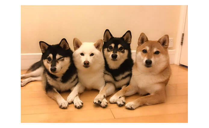 仲良しすぎ！香港に住む柴犬4姉妹の賑やな暮らし〜モモ・ヒナ