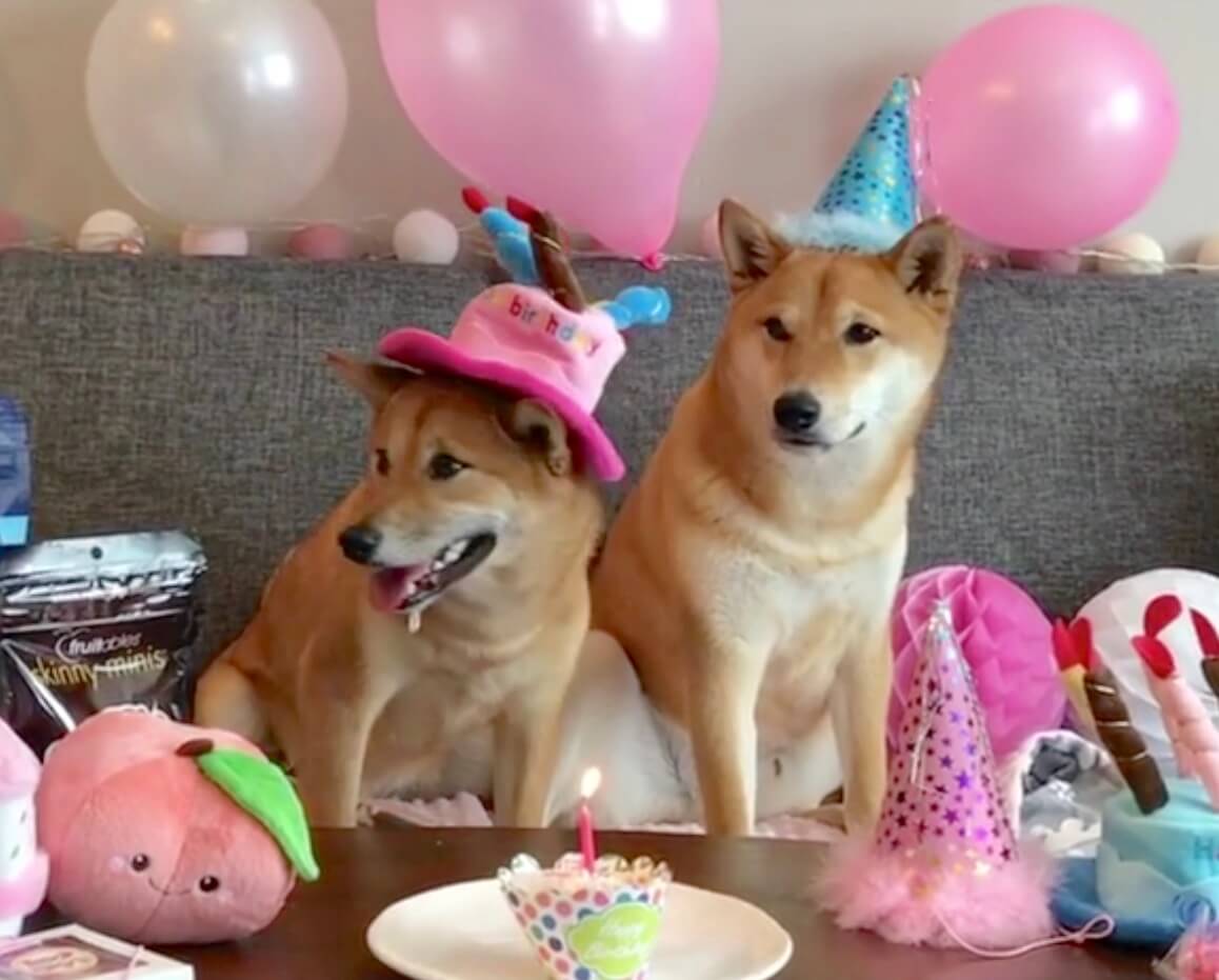 世界の柴犬たち お誕生日おめでとう 柴犬ライフ Shiba Inu Life