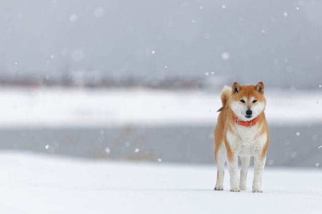 迷子犬