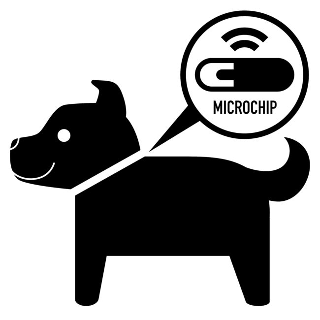 柴犬マイクロチップ