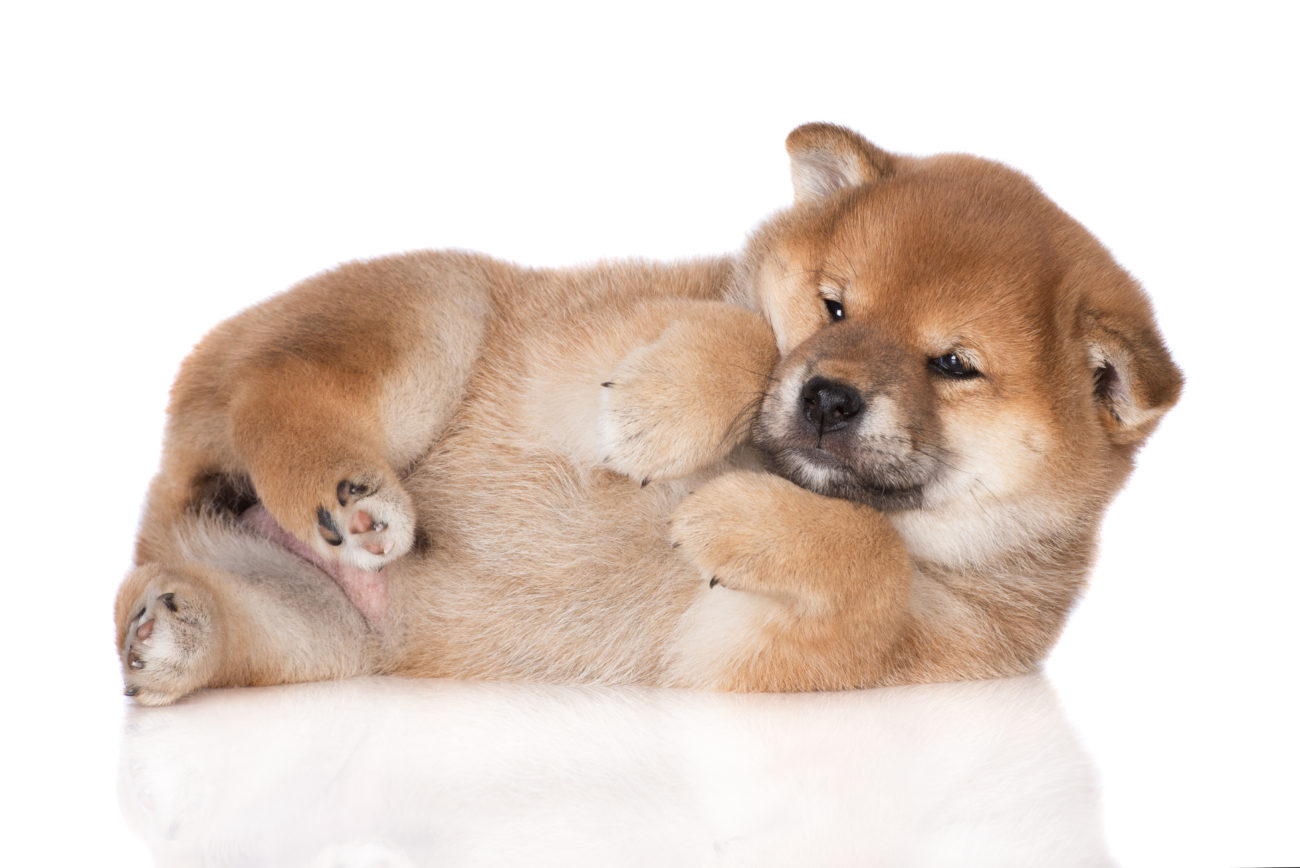 leica d-lux8 【柴犬こてつ】 柴犬こてつ (@ZAoBz8qXQZggdJj) / Posts / X