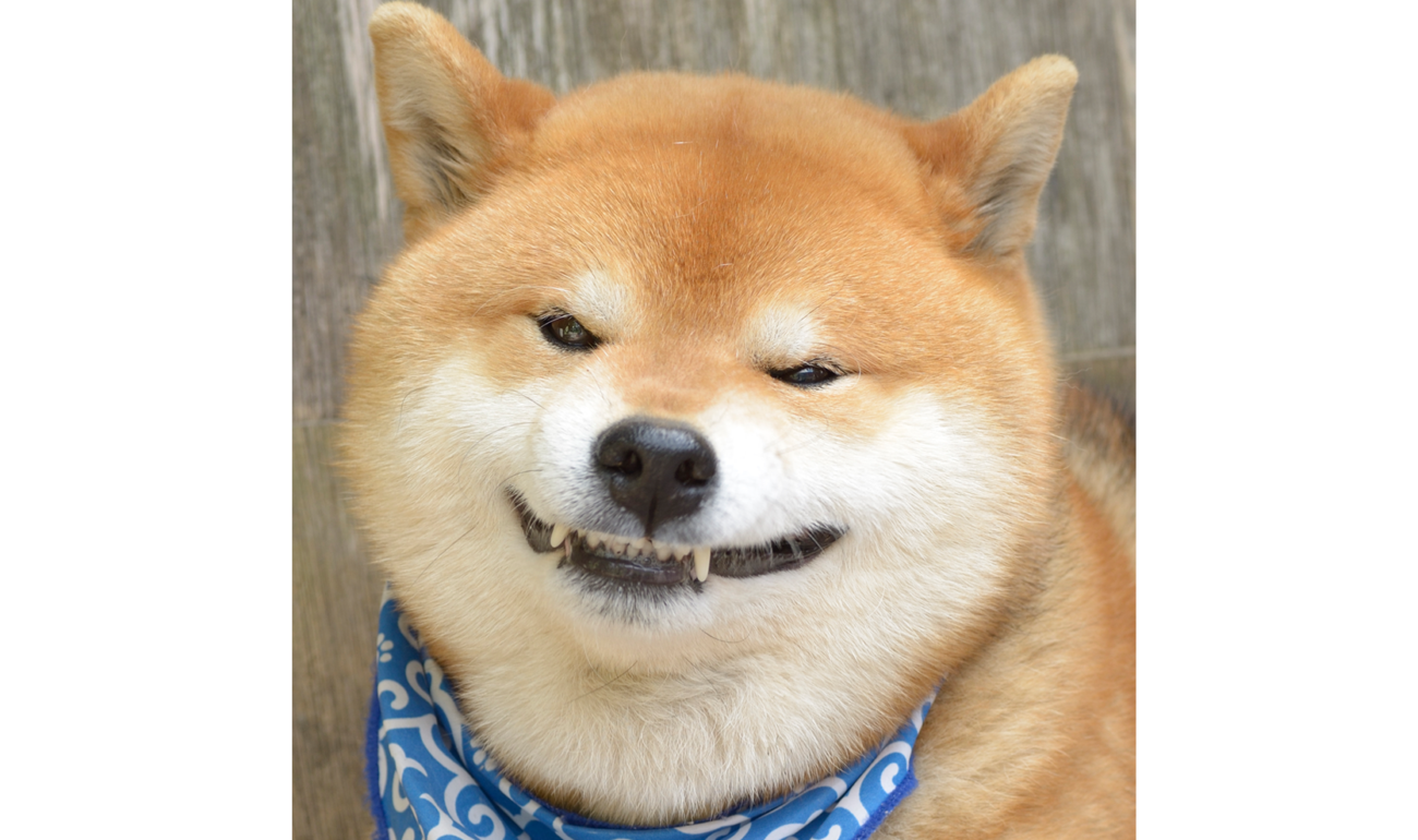 柴犬の画像特集 厳選おもしろ かわいいがいっぱい 柴犬ライフ Shiba Inu Life