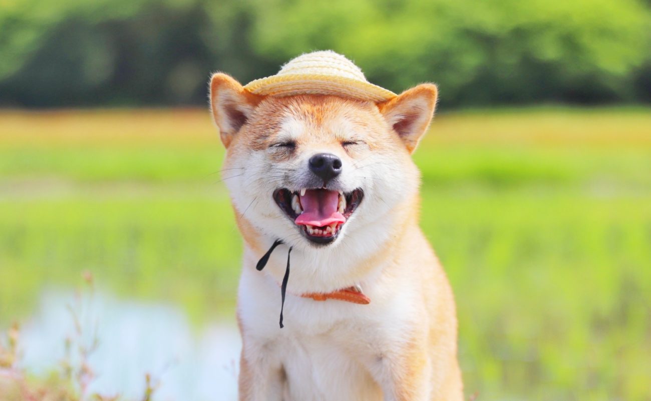 たーまやー 花火大会の柴犬の様子は 柴犬ライフ Shiba Inu Life