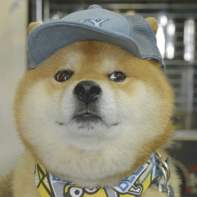 ガクブル 病院にまつわる柴犬動画に笑ってしまう 柴犬ライフ Shiba Inu Life