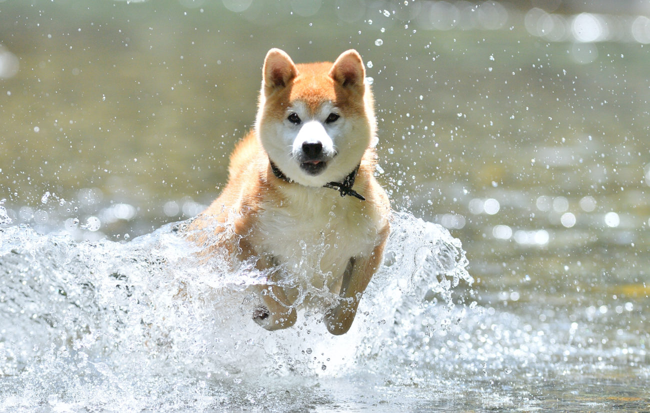 海好きな柴犬vs苦手な柴犬 あなたの愛犬はどっち 柴犬ライフ Shiba Inu Life