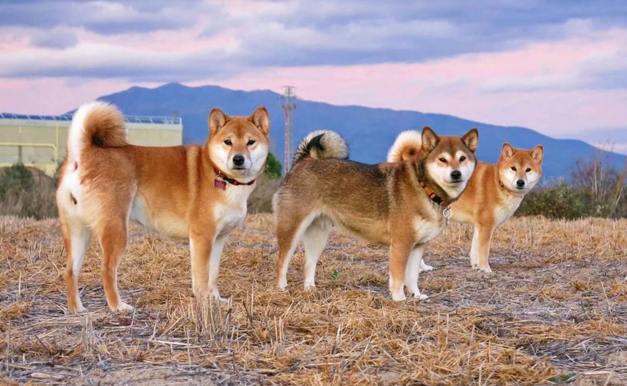 海外の柴犬は名前も日本風 スペインのinari Ame Uzu Tengu 柴犬ライフ Shiba Inu Life