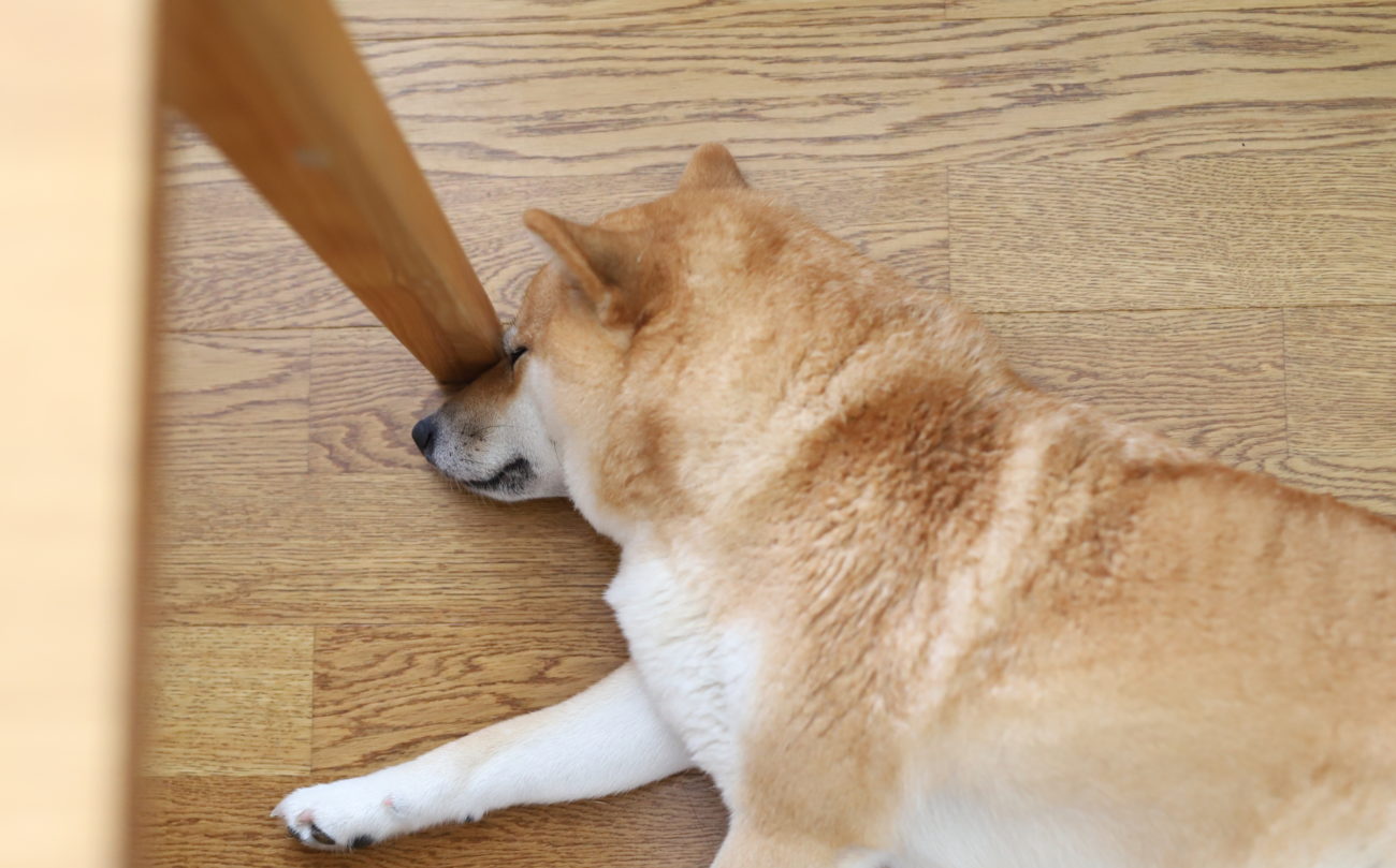 なぜそこ 柴犬の定位置はさまざま な件 柴犬ライフ Shiba Inu Life