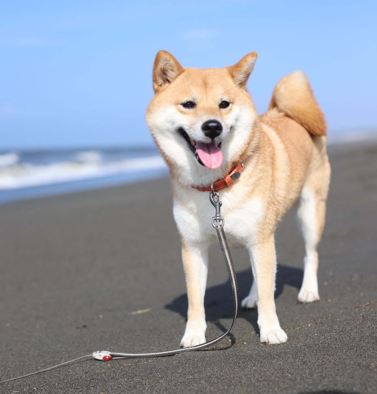 柴犬水遊び