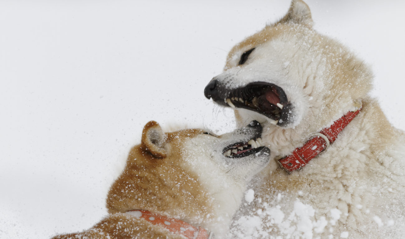 レアな同居発見 柴犬と北海道犬の暮らしは刺激的 柴犬ライフ Shiba Inu Life