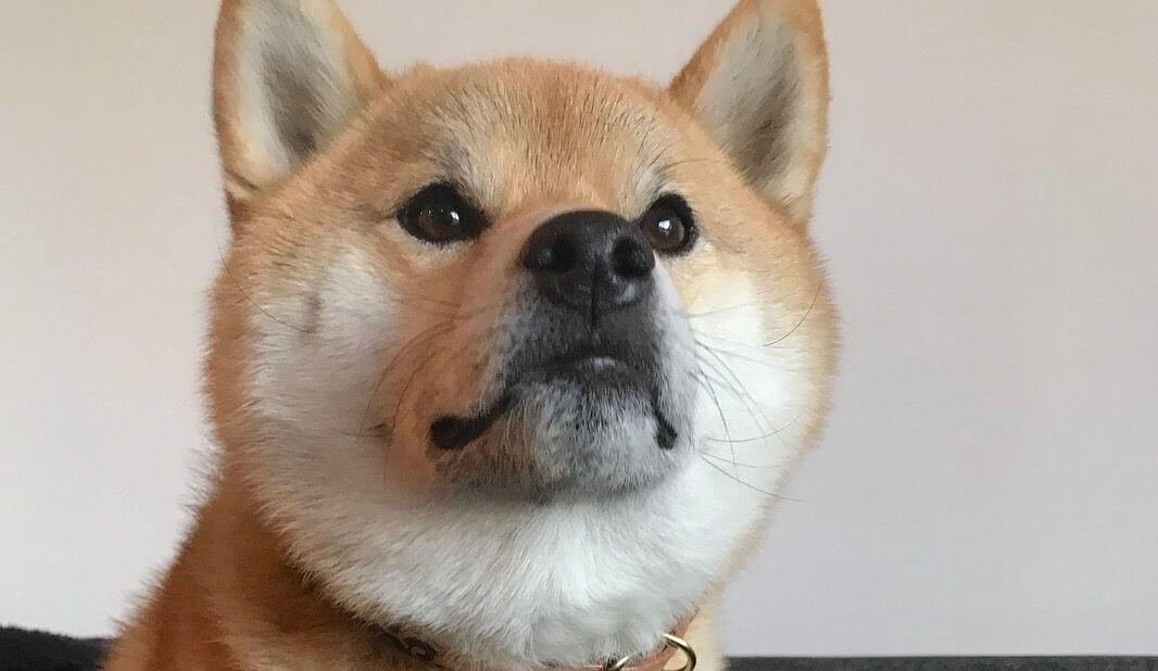 悩殺必至 柴犬のかわいすぎる上目づかい 柴犬ライフ Shiba Inu Life