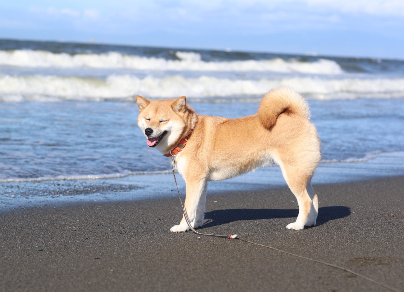 柴犬の夏休み