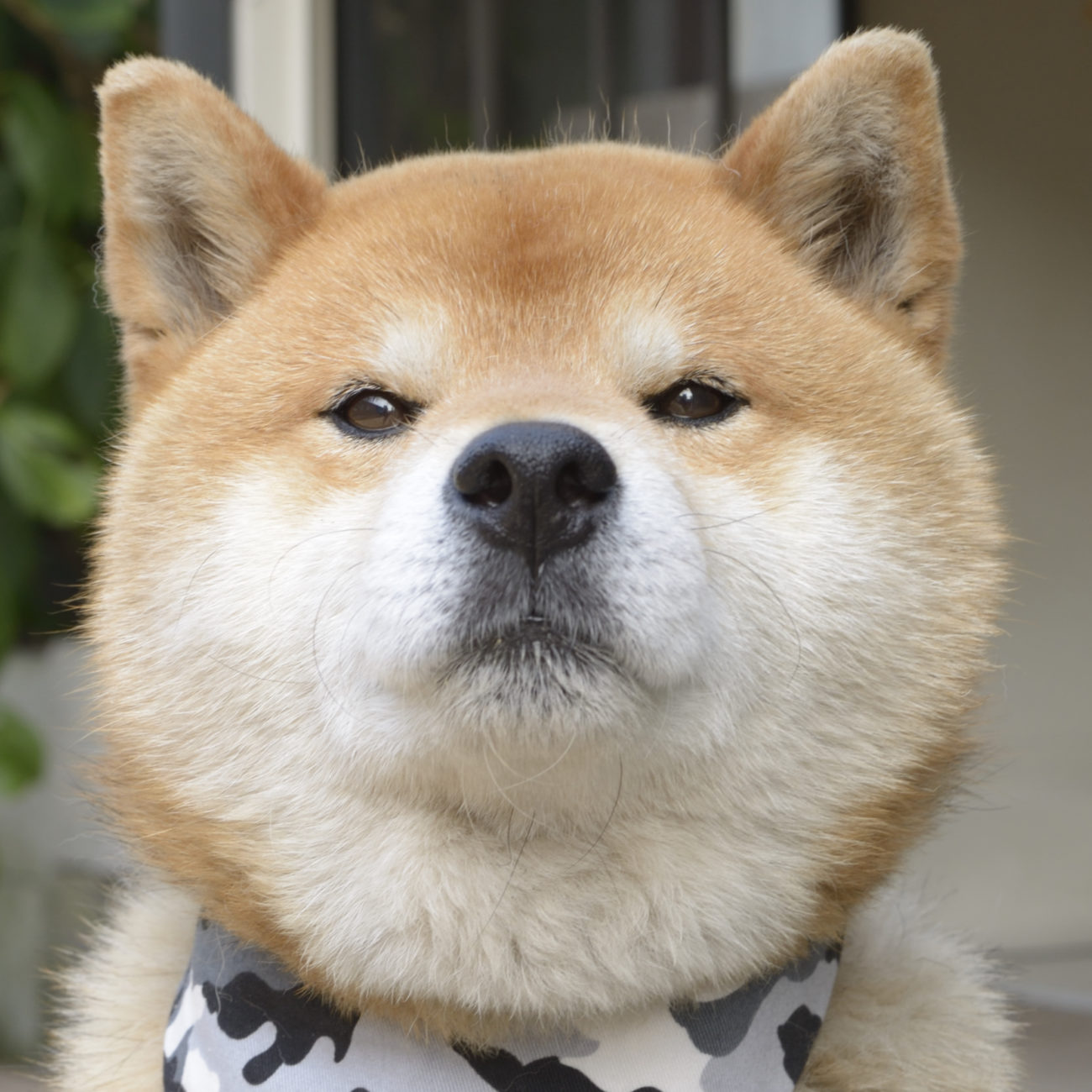 落ち込んでる柴犬に癒される ぼくは悪くない 柴犬ライフ Shiba Inu Life