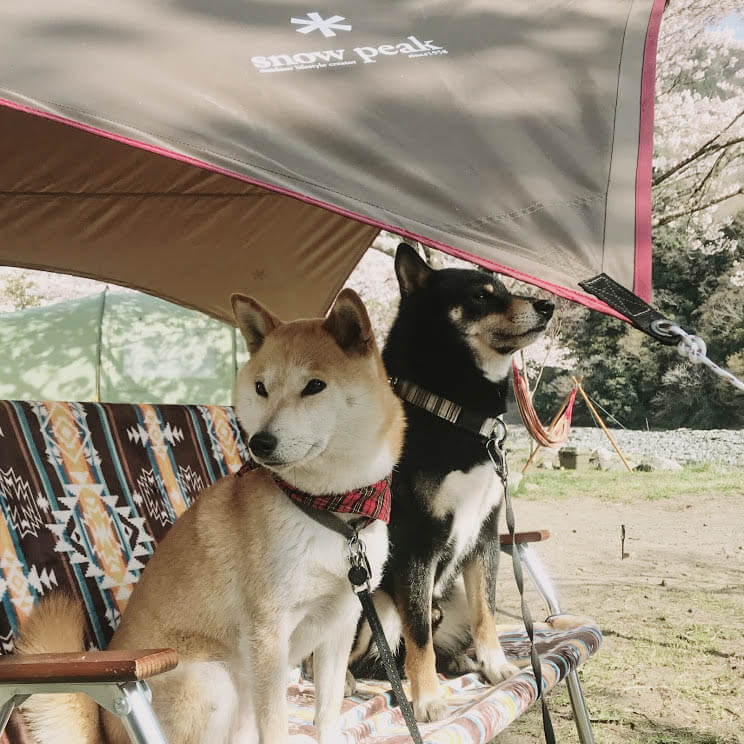 柴犬キャンプ