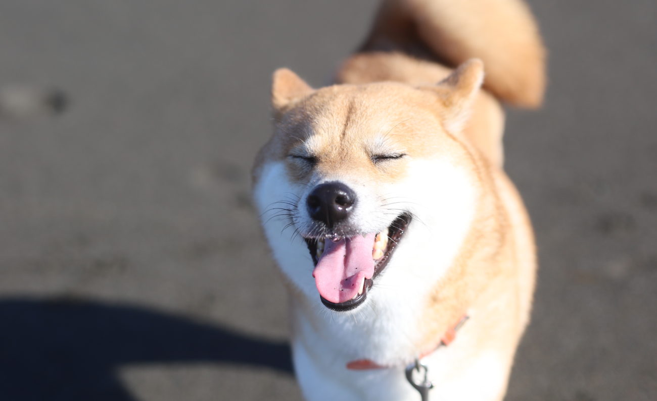 砂浜に潜る子も 柴犬は海を怖がるor楽しめる 柴犬ライフ Shiba Inu Life