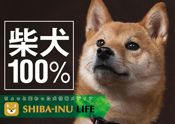 柴犬ライフの公式アプリが登場 スマホに柴犬が住むってよ 柴犬ライフ Shiba Inu Life