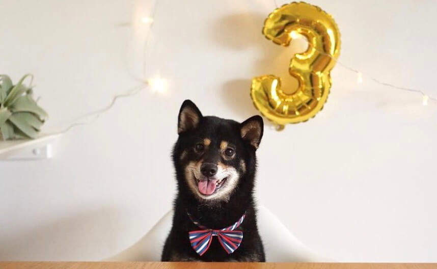 マネしたい！柴犬のお誕生日パーティ大公開 | 柴犬ライフ [Shiba-Inu Life]