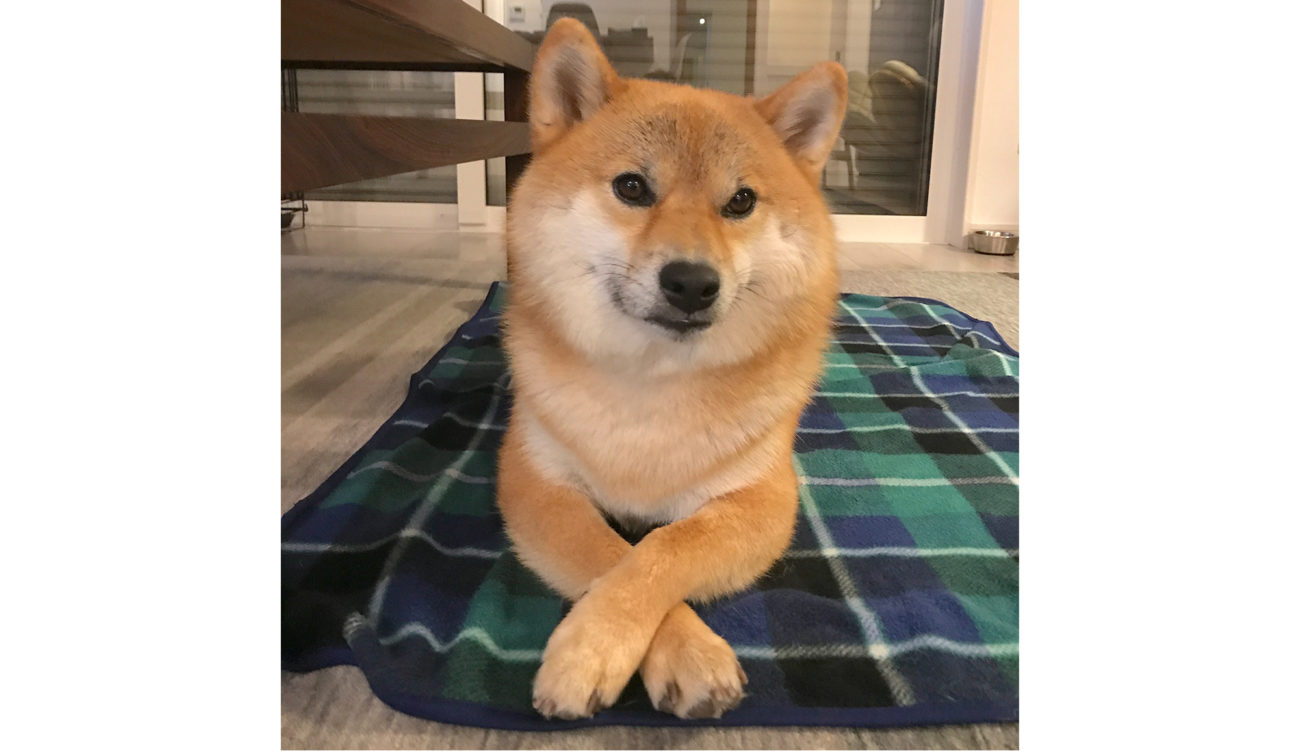 どっちだゲーム を柴犬にやってみた結果 柴犬ライフ Shiba Inu Life