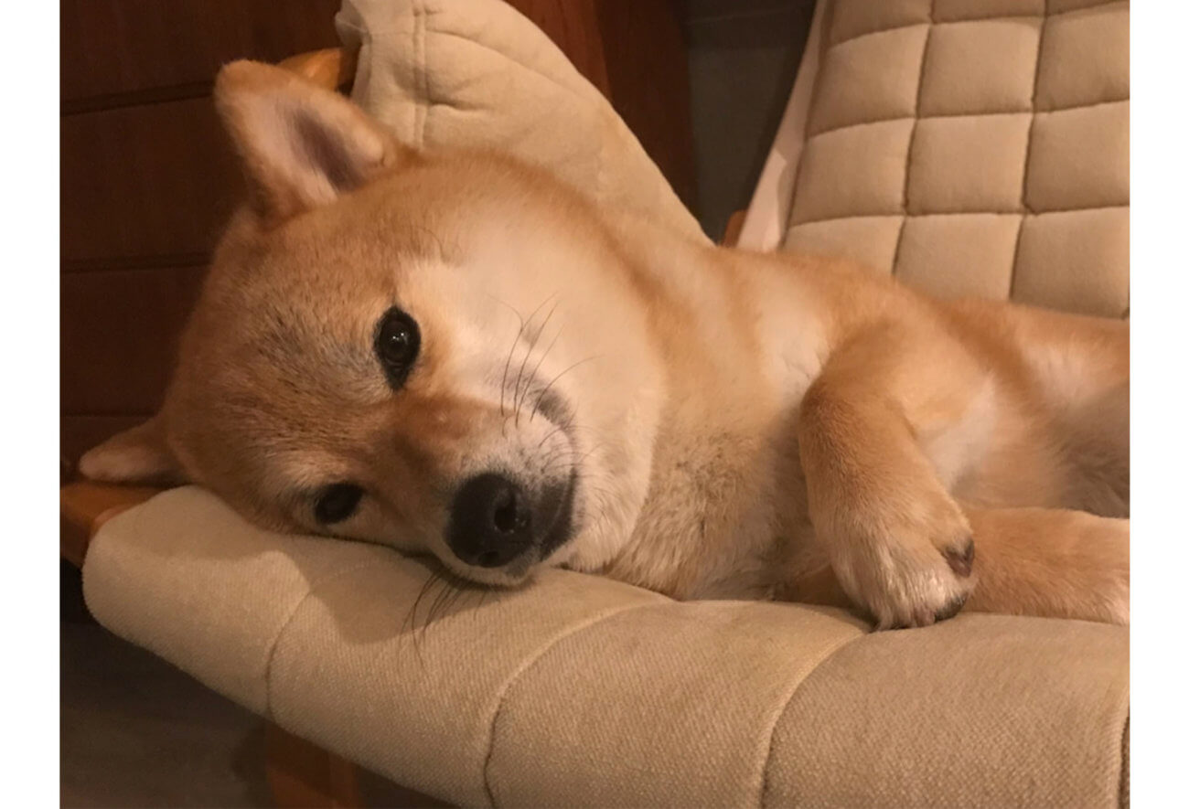 やたらと人間っぽい表情を浮かべる柴犬たち 柴犬ライフ Shiba Inu Life