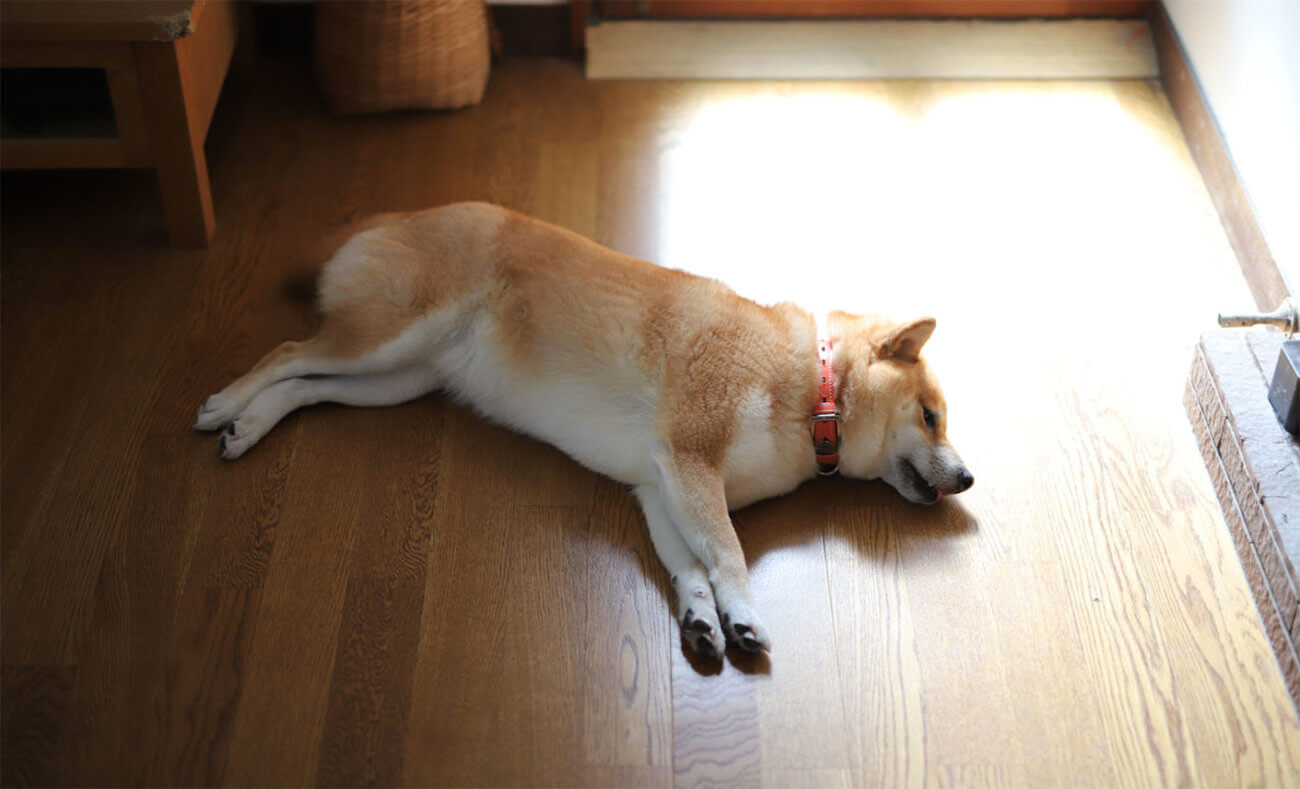 柴犬らしさ炸裂 海外生まれのハッシュタグ Shibadontcare ぼくたちは気にしないよ 柴犬ライフ Shiba Inu Life