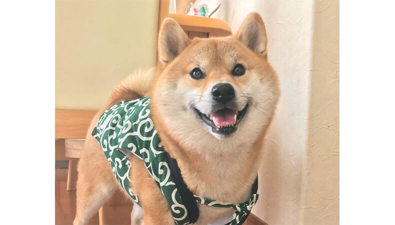 柴犬の笑顔に例外なし 優しい表情に心がホッコリ 柴犬ライフ Shiba Inu Life