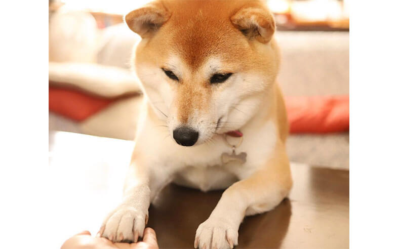 柴犬たちによる お手 がシンプルに愛しい仕草なので改めて振り返る 柴犬ライフ Shiba Inu Life