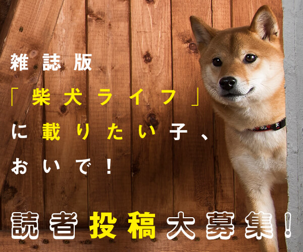 大募集 雑誌 柴犬ライフ に愛柴が掲載されるかも 写真とプロフィール募集中 柴犬ライフ Shiba Inu Life