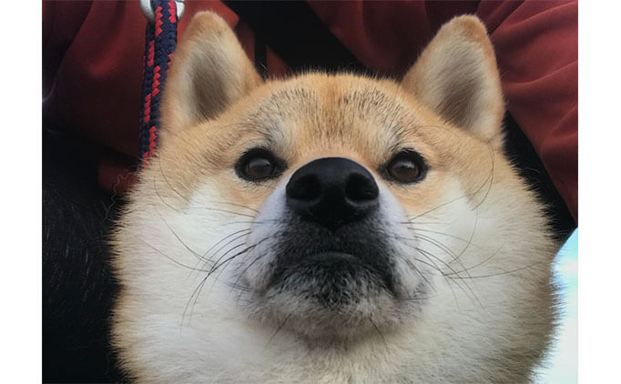 ローアングル柴犬 がジワジワくる 二重アゴでもカワイイよ 柴犬ライフ Shiba Inu Life