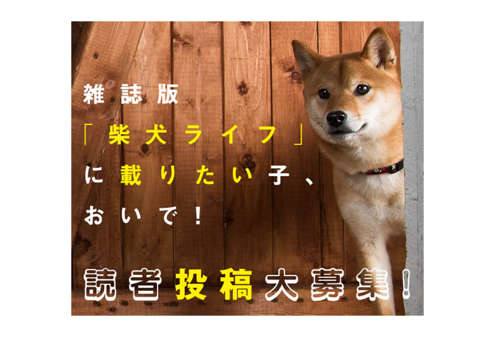 大募集 雑誌 柴犬ライフ に愛柴が掲載されるかも 写真とプロフィール募集中 柴犬ライフ Shiba Inu Life