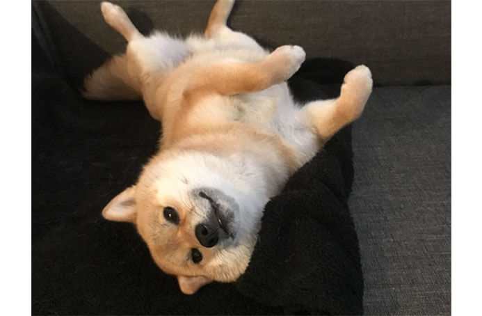 なぜそこで寝る 柴犬たちの寝床がなんだか気になる件 柴犬ライフ Shiba Inu Life