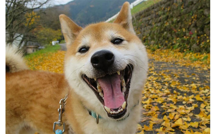 感情丸わかりすぎ 柴犬の 喜怒哀楽顔 を比べてみたら想像以上だった 柴犬ライフ Shiba Inu Life