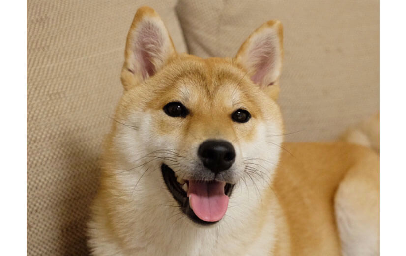 可愛いくてニヤける M字眉毛 がキュートな柴犬たち 柴犬ライフ Shiba Inu Life