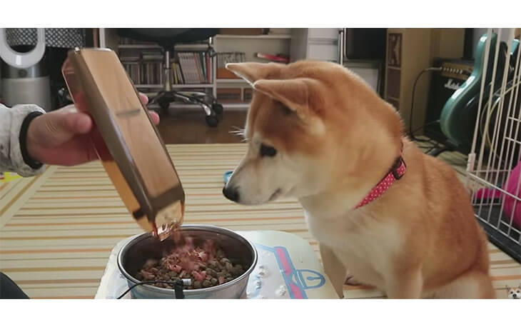 柴犬小春に与えた大革命に全柴犬が泣いた ありがとう鰹節削り器 柴犬ライフ Shiba Inu Life