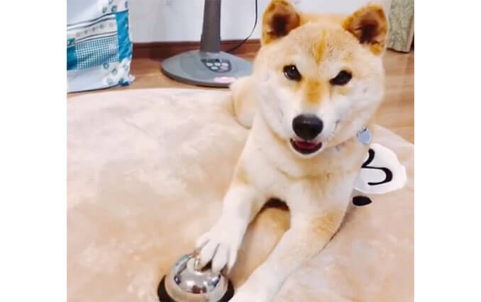 卓上ベル を鳴らす柴犬たちが賢い そしてやっぱりカワイイ 柴犬ライフ Shiba Inu Life