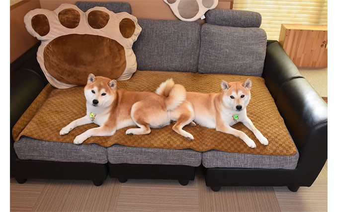 シンプルで使い勝手バツグンな 柴犬柄 アイテムを発見 柴犬ライフ Shiba Inu Life