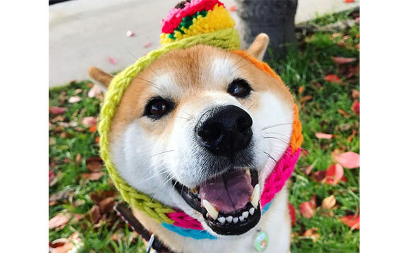 もこカワ 冬モードのオシャレを楽しむ柴犬の姿にキュンしちゃう 柴犬ライフ Shiba Inu Life