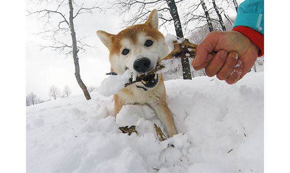 柴犬,雪遊び