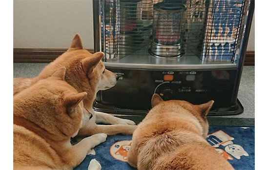 ストーブ番長降臨 柴犬たちによる著しいマイストーブ化問題について 柴犬ライフ Shiba Inu Life