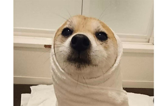 耳はどこに 世にも奇妙で可愛い アザラシ柴犬 柴犬ライフ Shiba Inu Life