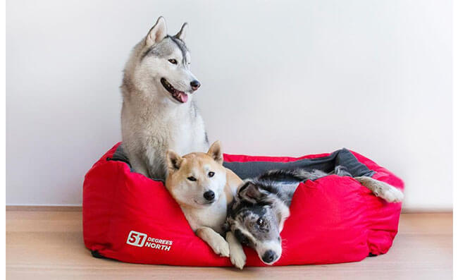 柴犬 ハスキー ボーダーコリーのトリオ 犬種をこえていつでも仲良し 柴犬ライフ Shiba Inu Life