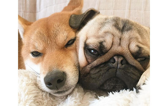 仲良し兄妹！】柴犬とパグの凸凹コンビ〜ラルとアキのほっこりライフ