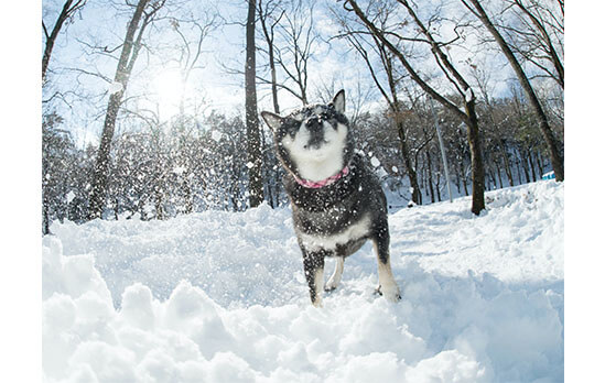 柴犬,雪遊び