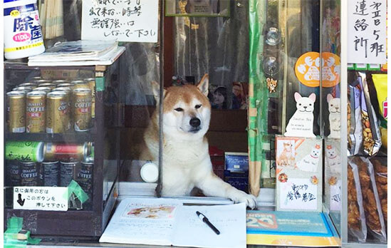 店番 をしている柴犬たちの姿にほっこりする 柴犬ライフ Shiba Inu Life