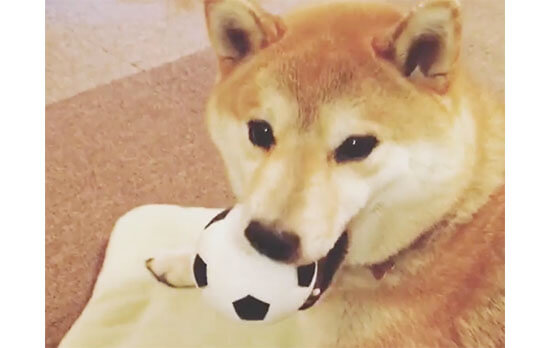 プピー 音の出るおもちゃ で遊ぶ柴犬たちがみんな楽しそう 柴犬ライフ Shiba Inu Life